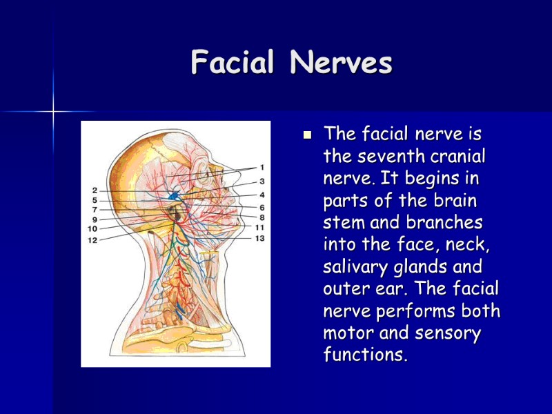Facial Nerves  The facial nerve is the seventh cranial nerve. It begins in